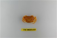 藏品(細足澤蟹)的圖片